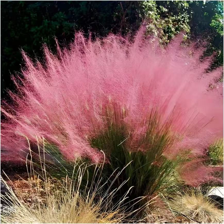 Acorus calamus L.