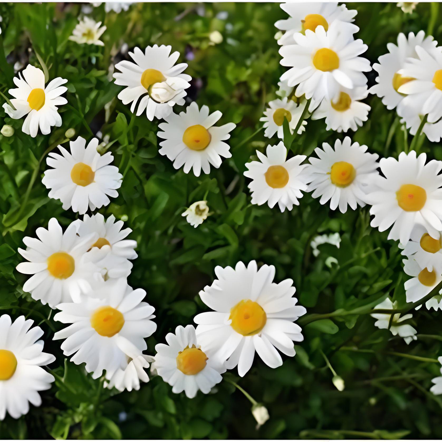 Bellis perennis Linn.