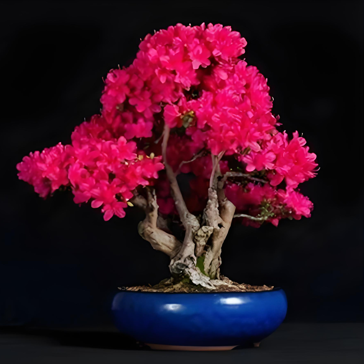‌Rhododendron simsii‌