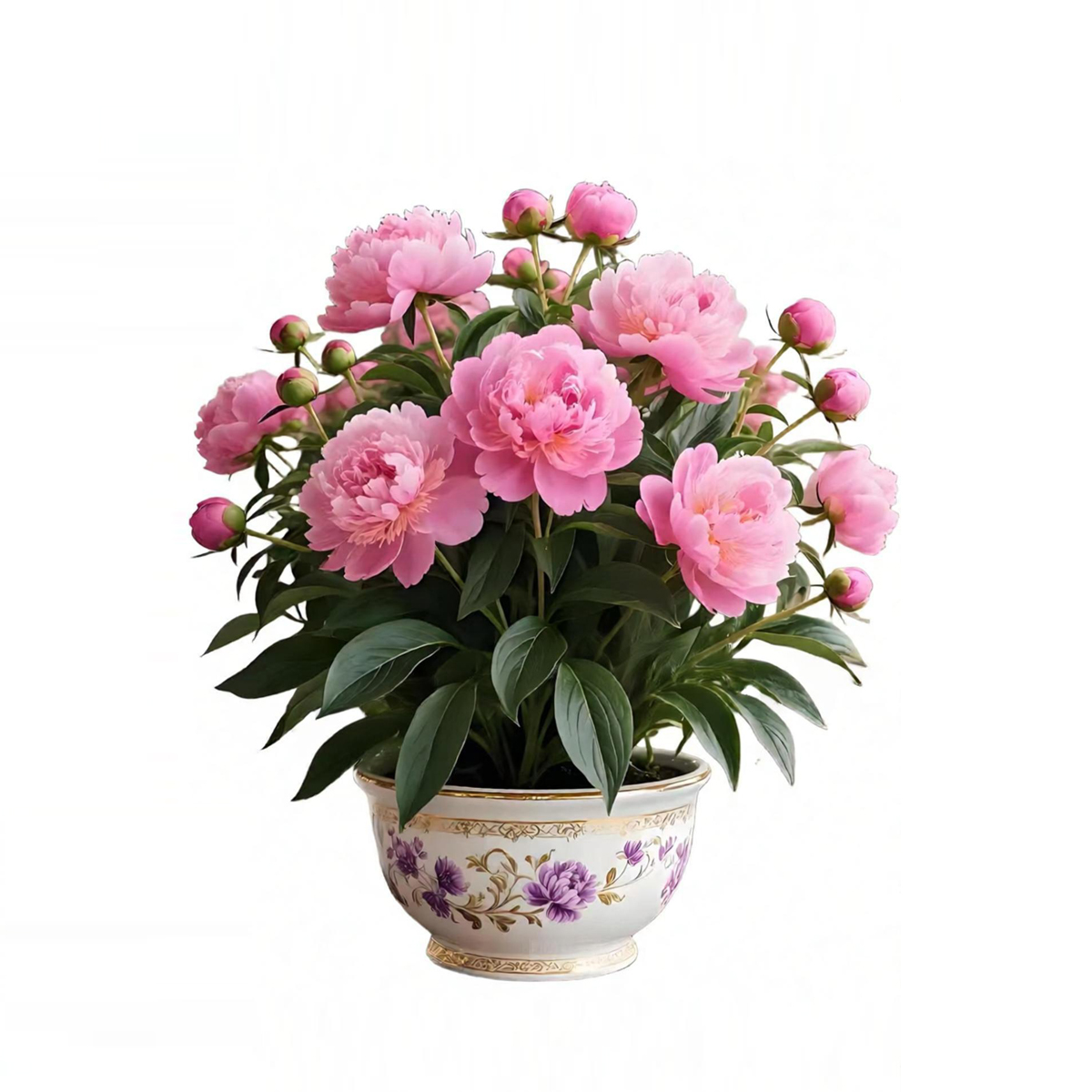 ‌Paeonia lactiflora Pall.