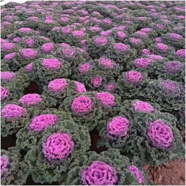 Brassica oleracea var. acephala DC