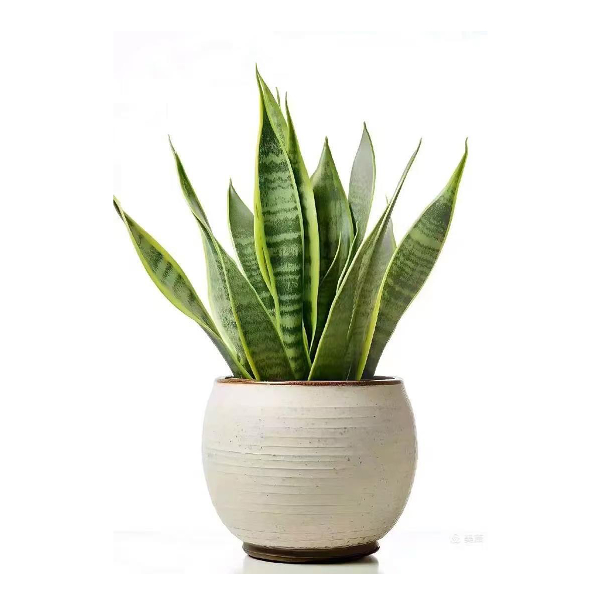 Sansevieria trifasciata‌