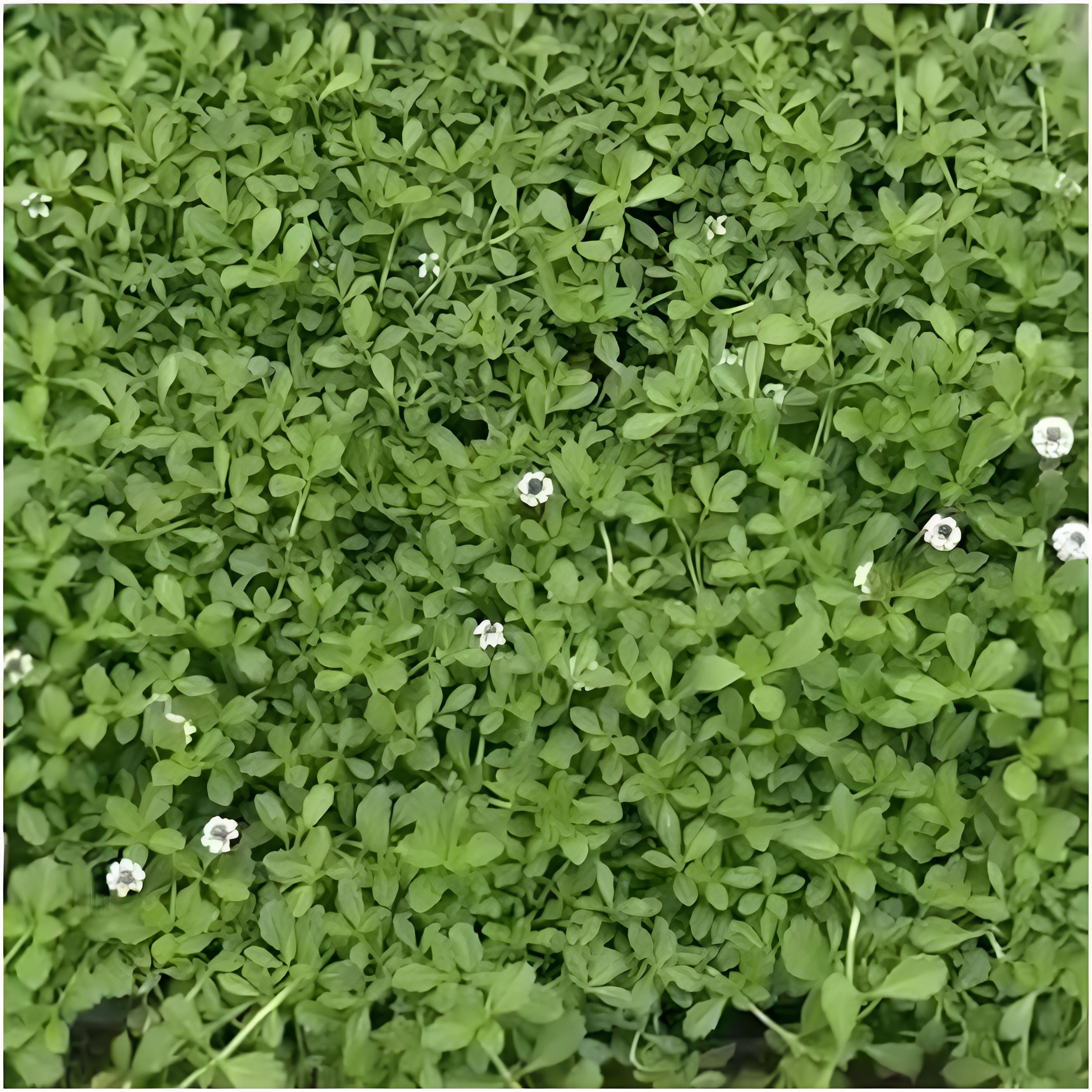 Phylacanescens Kunth Greene。
