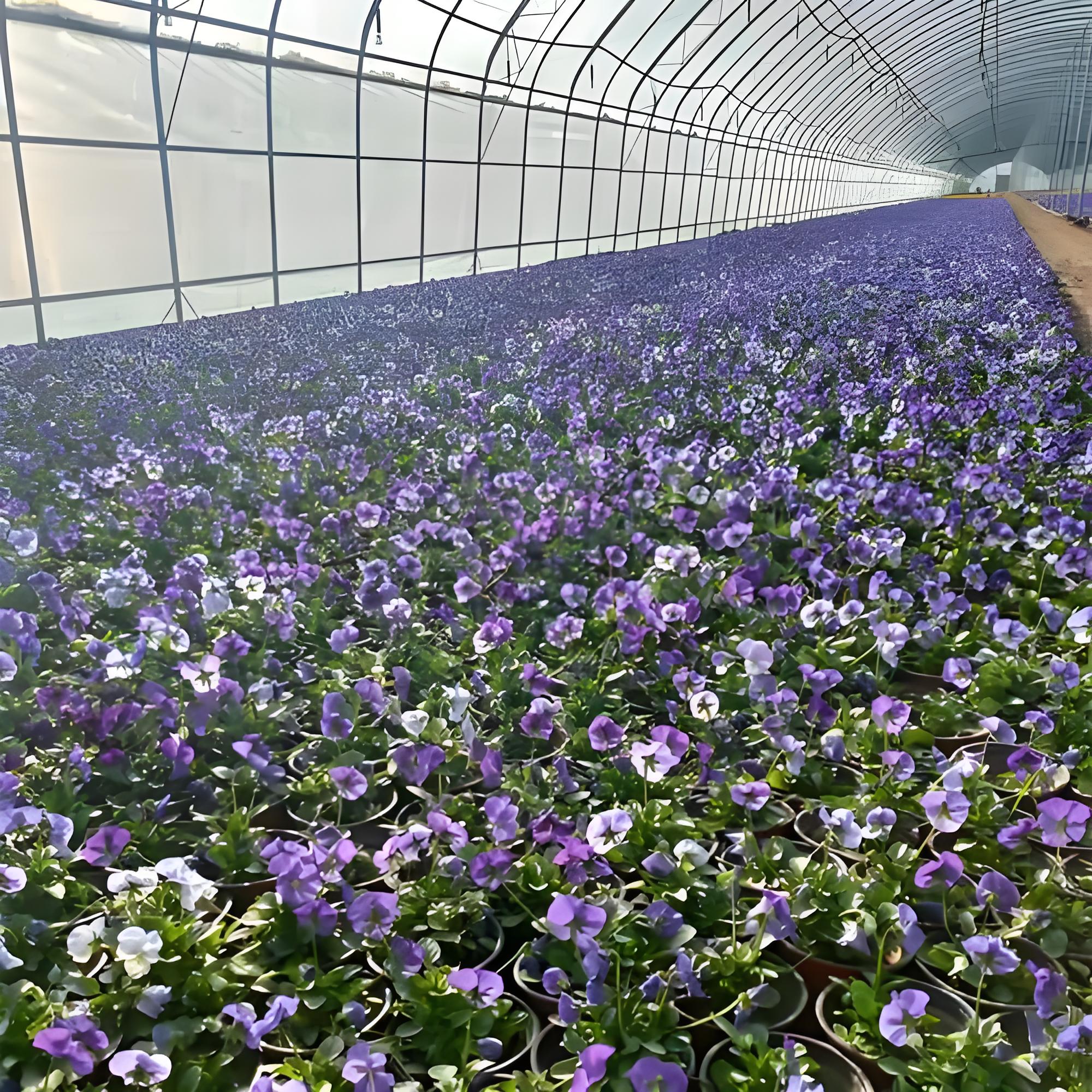 Viola cornuta  L.