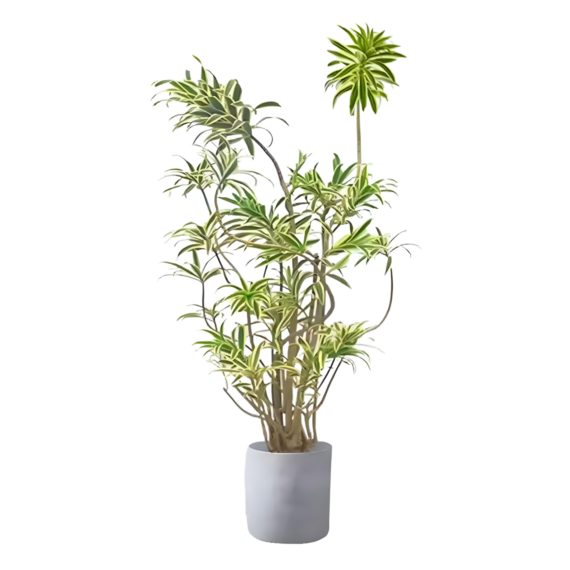 Dracaena reflexa 'Variegata'‌