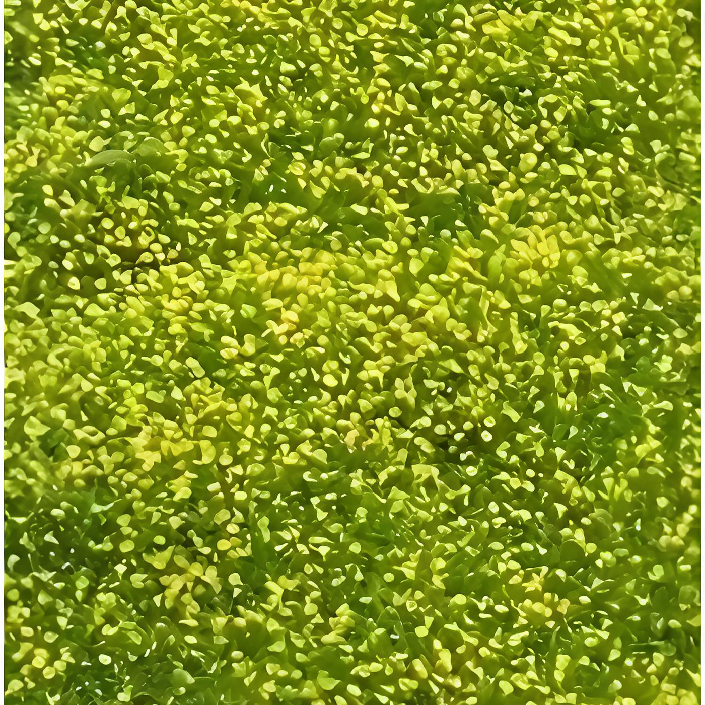 Lygodium japonicum
