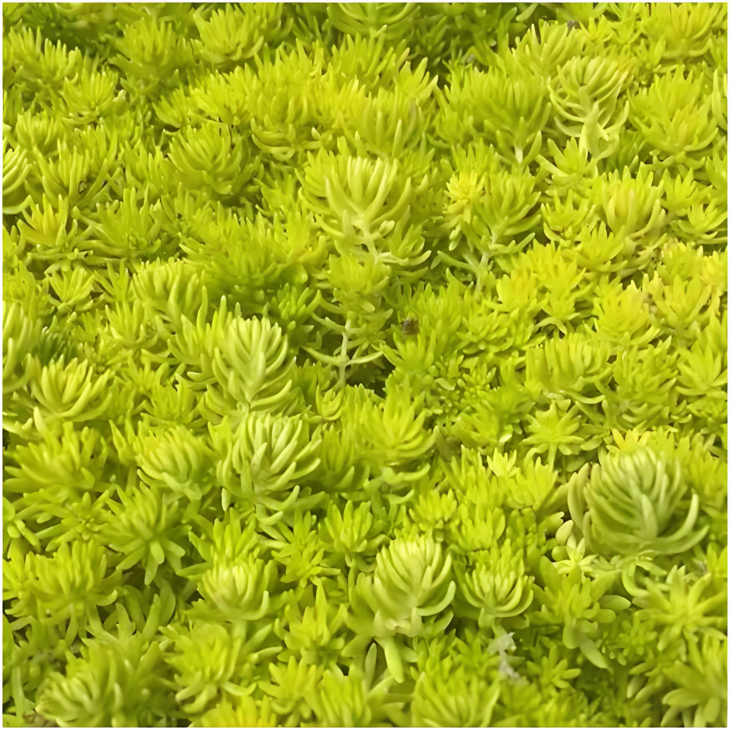 Sedum makinoi 'Ogon'