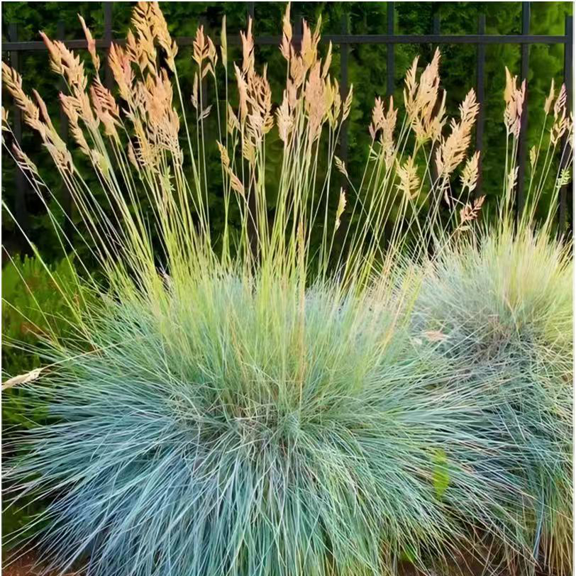 Festuca glauca