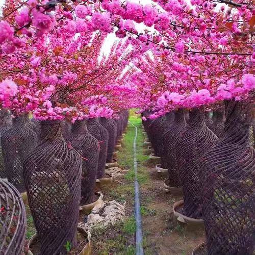 Yuye Plum Blossom Bottle