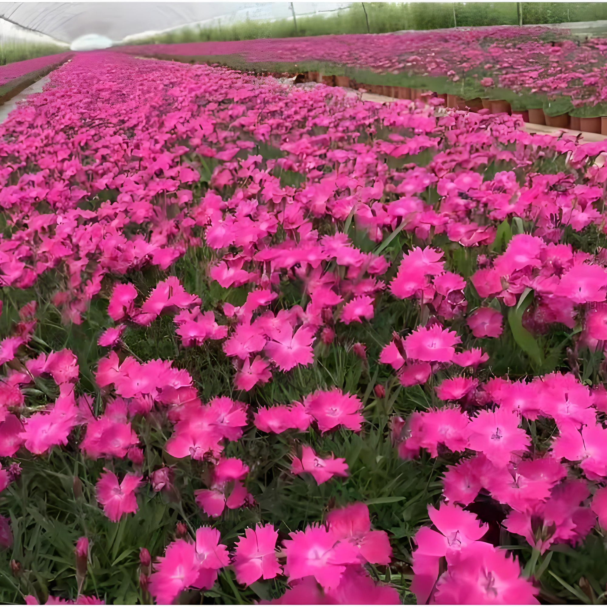 Dianthus ‘Kahori’。