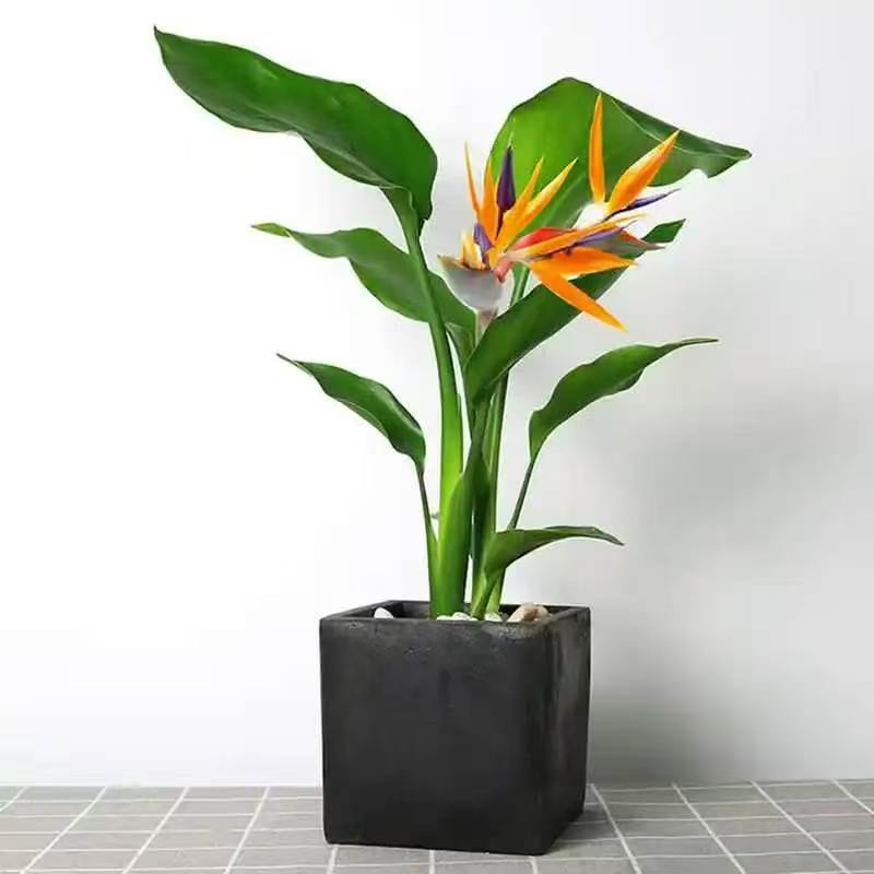 Strelitzia reginae