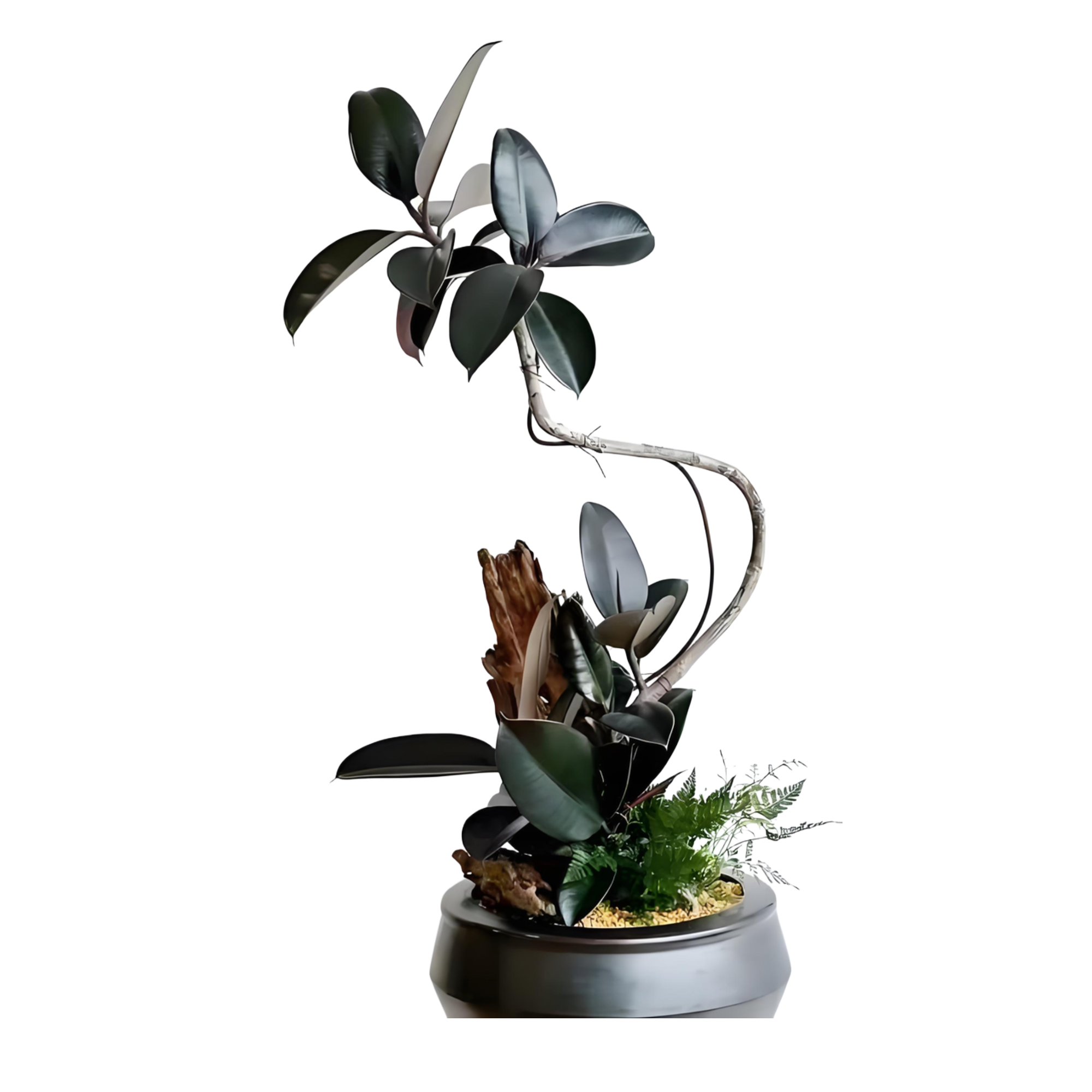 Ficus elastica Roxb. ex Hornem.