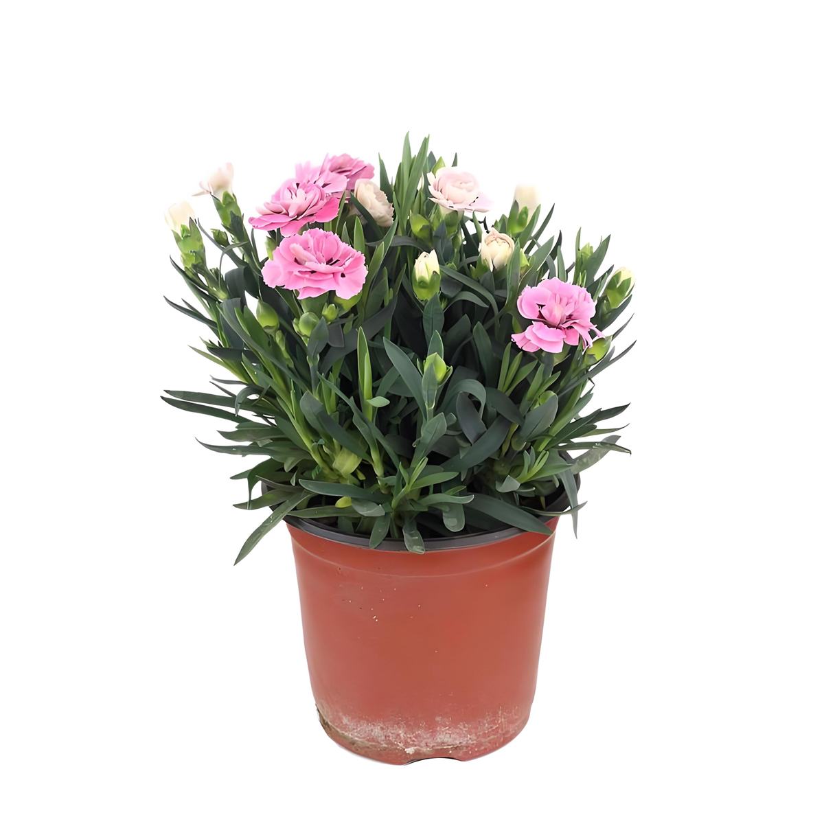 Dianthus caryophyllus‌