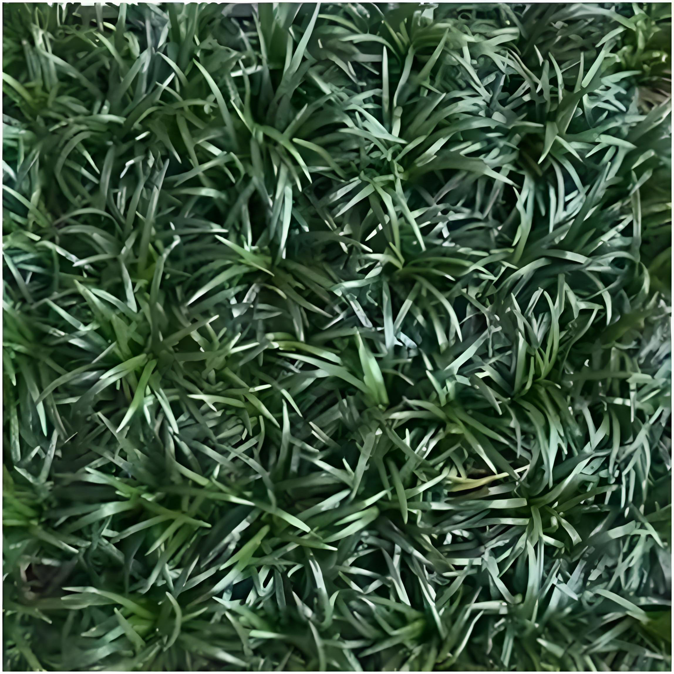 Ophiopogon japonicus var. nana